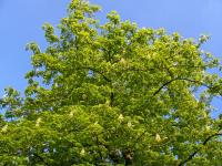 Aesculus hippocastanum (Jírovec maďal)