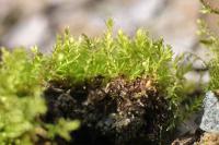 Bryum rubens (Prutník červenající)