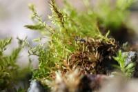 Bryum rubens (Prutník červenající)