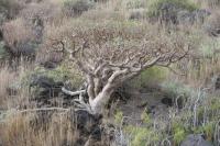 Pryšec balzamodárný