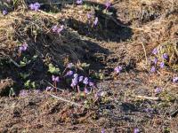 Soldanella alpina (Dřípatka alpská)