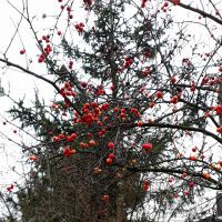 Malus (Jabloň okrasná)