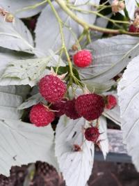 Rubus idaeus (Ostružiník maliník)