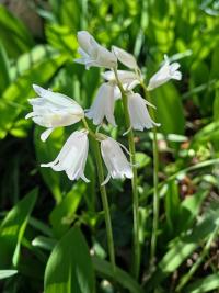Hyacinthoides hispanica (Hyacintovec španělský)