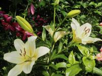 Lilium (Lilie 'Pretty Woman' - OT hybridy)