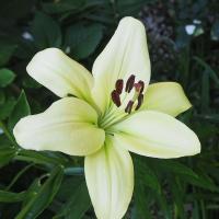 Lilium (Lilie 'Pretty Woman' - OT hybridy)
