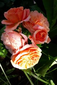 Rosa (Růže 'Mary Ann' - Velkokvěté růže)