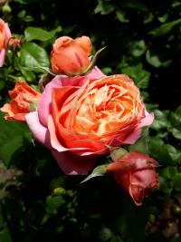 Rosa (Růže 'Mary Ann' - Velkokvěté růže)