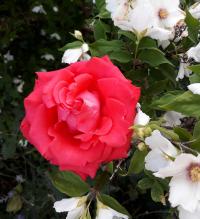 Rosa (Růže 'Kordes Brillant')