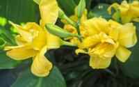 Hemerocallis (Denivka 'Three Tears')