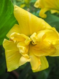 Hemerocallis (Denivka 'Three Tears')