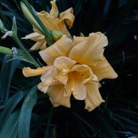 Hemerocallis (Denivka 'Three Tears')