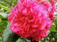 Rosa (Růže 'Laguna' - Pnoucí růže)