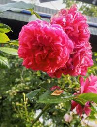 Rosa (Růže 'Laguna' - Pnoucí růže)
