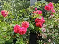 Rosa (Růže 'Laguna' - Pnoucí růže)