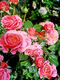 Rosa (Růže 'Mary Ann' - Velkokvěté růže)