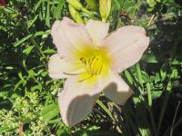 Hemerocallis (Denivka 'Catherine Woodbury')