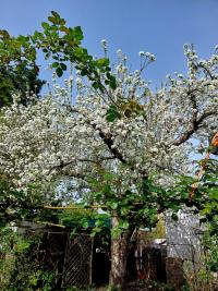 Malus domestica (Jabloň domácí 'Panenské české')