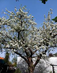 Malus domestica (Jabloň domácí 'Panenské české' - habitus v květu)