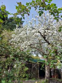 Malus domestica (Jabloň domácí 'Panenské české')