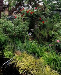 Rosa (Růže 'Santana' - Pnoucí růže)