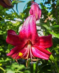Lilium (Lilie 'Purple Marble' - Ostatní hybridy)