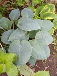 Hosta (Bohyška)