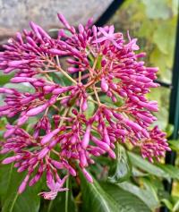 Fuchsie