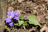 Jaterník podléška