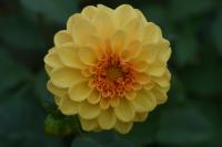 Dahlia (Jiřinka)