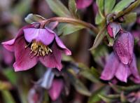 Helleborus orientalis (Čemeřice východní 'Red Hybrids')