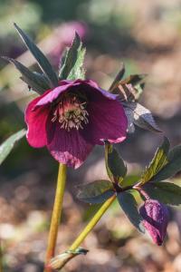 Helleborus orientalis (Čemeřice východní 'Red Hybrids')
