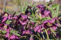 Helleborus orientalis (Čemeřice východní 'Red Hybrids')