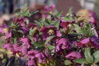 Helleborus orientalis (Čemeřice východní 'Red Hybrids')