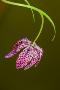 Fritillaria meleagris (Řebčík kostkovaný)