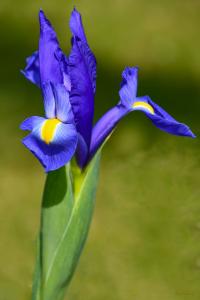 Iris hollandica (Kosatec holandský 'Blue Magic')