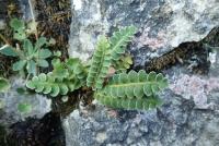 Ceterach officinarum (Kyvor lékařský)