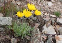 Hieracium alpinum (Jestřábník alpský)