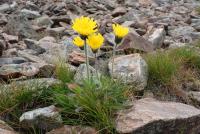 Hieracium alpinum (Jestřábník alpský)