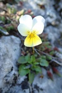 Viola tricolor subsp saxatilis (Felsen-Veilchen)