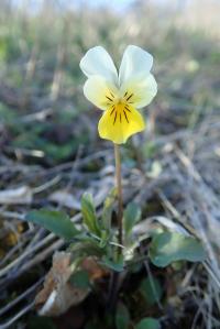 Viola tricolor subsp saxatilis (Felsen-Veilchen)