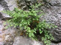 Asplenium ruta-muraria (Sleziník routička)