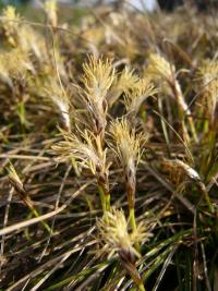 Carex humilis (Ostřice nízká)