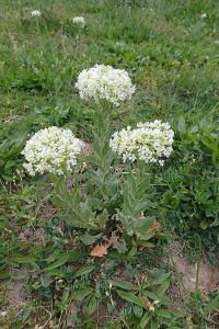 Lepidium draba (Vesnovka obecná)