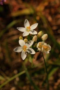 Zeměžluč okolíkatá