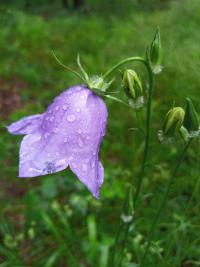 Campanula persicifolia (Zvonek broskvolistý)