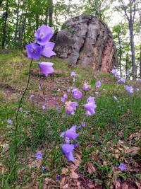 Campanula persicifolia (Zvonek broskvolistý)