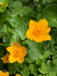 Caltha palustris (Sumpfdotterblume)