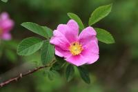 Rosa majalis (Zimt-Rose)