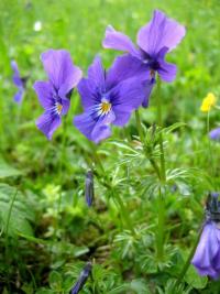 Viola declinata (Violka poloninská)
